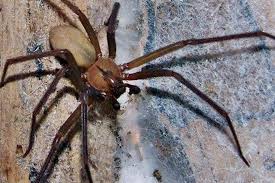 La araña violinista es una especie de araña venenosa que se conoce también bajo el nombre de araña reclusa y que habitualmente, suele encontrarse en los estados del centro y sur de los estados unidos, especialmente en missouri, kansas, arkansas, louisiana, oklahoma y la parte este de texas.sin embargo, esta araña también ha sido encontrada en varias. Antidoto Para El Veneno De La Arana Violinista O Parda