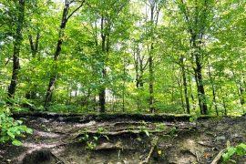 Image result for Secamone retusa