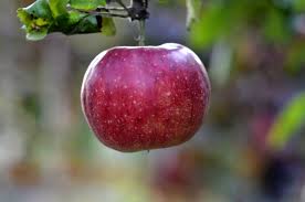 All red fruit trees can be shipped to you at home. Apple Fruit Trees Garden Free Photo On Pixabay