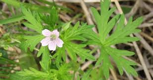 Image result for Behniaceae