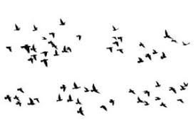 نتیجه جستجوی لغت [flock] در گوگل