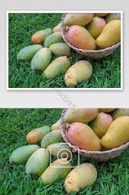 Gambar buah mangga yang sangat cantik dan enak untuk di pandang. Buah Mangga Dalam Gambar Bakul Fotografi Jpg Percuma Muat Turun Pikbest