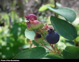 Image result for Amelanchier alnifolia