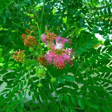 Image result for Albizia glaberrima