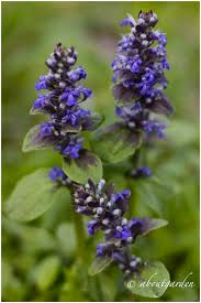 Inoltre è presente una guida web sui codici html dei colori da utilizzare nelle pagine web. La Bella Tappezzante Dai Fiori Blu Aboutgarden