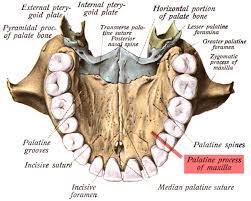 Palatine process of maxilla - Wikipedia