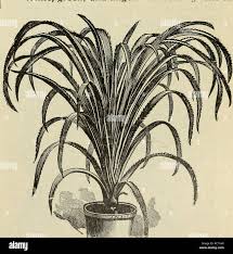 Image result for Peddiea