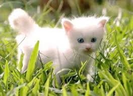 Yavru Kedi Resimleri Kedi Resimleri Cute Kittens Cok Sirin Hayvanlar Sevimli Kediler