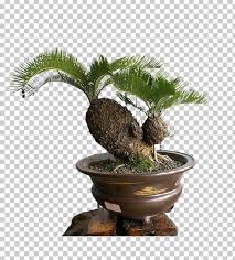 Sago Palm Bonsai Cycad Tree Seed Png Clipart Arecaceae Areca Palm Bonsai Christmas Tree Coconut Tree