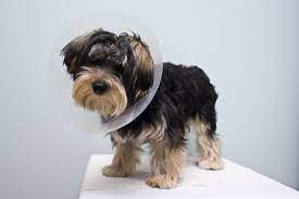How To Keep Your Dog From Licking Their Stitches After Surgery Extreme Electric Dog Fence 2021 Diy Kits