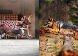 Un apposito set di guinzagli e pettorine per i cani che tirano! A Cosa Servono I Collari E Le Pettorine Per Cani Julius K9