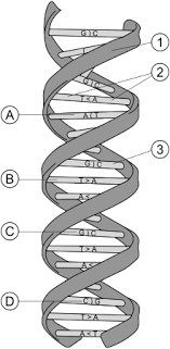How this information is coded or passed from cell to cell was at one time unknown. Nucleic Acid Structure Wikipedia