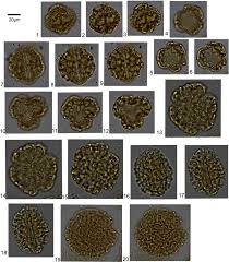 Image result for Sarcophrynium brachystachyum