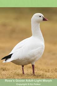 Ross S Goose Chen Rossii Bird Life List Migratory Birds Beautiful Birds