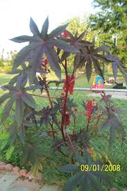 Commonly used by ayurvedic practitioners and. Pin On Garden Poinsonous Plants
