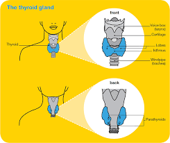 Now, sometimes, males who do have an issue with thyroid function develop male pattern hair loss after the issue's treated, leading it to appear as if. Thyroid Cancer Overview Cancer Council Victoria