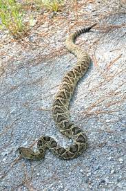 Crotalus Adamanteus Eastern Diamondback Rattlesnake Look At The Beautiful Heart Pattern On Her Back Poisonous Snakes Beautiful Snakes Snake