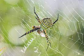 How big do black and yellow garden spiders get? Common Spiders To Watch For In Colorado Poisonous And Non Venomous Species