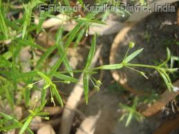 Image result for Oldenlandia herbacea