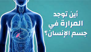 اين يقع الكبد في جسم الانسان بالصور المرسال