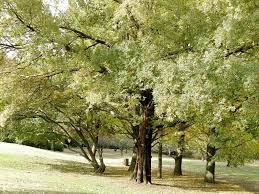 Image result for Celtis