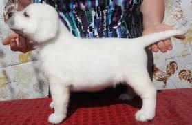 Black labrador retrievers, or just plain black labs, are one of the most commonly owned dogs in the us. Snvliugj3c43mm