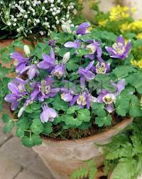 Image result for Aquilegia flabellata ministar