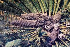 Image result for Conostomium zoutpansbergense