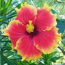 Image result for Hibiscus ludwigii