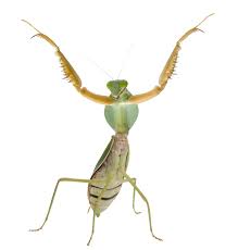 Praying Mantis Standing Up Praying Mantis Stand Up Cutout