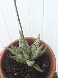 The flowers grow in a terminal cluster that is upright and elongated on an erect stem. Curly Flower Stalk Succulents