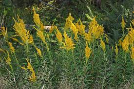 Canada Goldenrod Might Be Good In The Backyard Corners Goldenrod Native Garden Canada