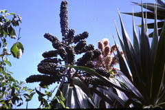 Image result for Dracaena camerooniana