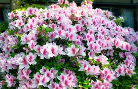 She was born on june 7, 1990 in sydney, australia… now let's check out dat ass… White Azalea Hd Wallpapers Free Download Wallpaperbetter