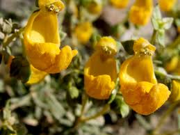 Image result for Calceolariaceae