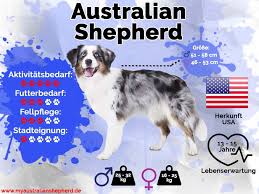 Der Australian Shepherd Myaustralianshepherd De