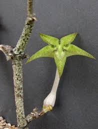 Image result for Ceropegia cimiciodora