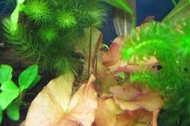 ニムファの浮き葉 ゆるゆるアクアライフ