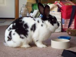 Black And White Spotted Rabbit Breeds Spotted Animals Spotted Animals Rabbit Breeds Cute Animals