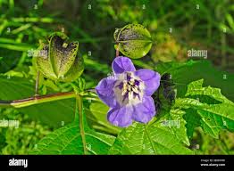 Image result for Nicandra