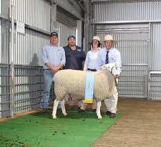 Felt along with teresa perleberg where we felt together and share our experiences felting the different sheep breeds out of their own wool. Bindaree Border Leicester Stud Ram Brings 16 500 After Winning Supreme At Bendigo The Land Nsw