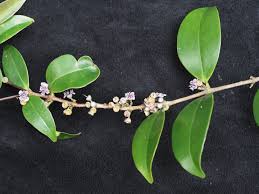 Image result for Memecylon