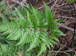 Image result for Aspleniaceae