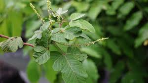 Image result for Allophylus africanus