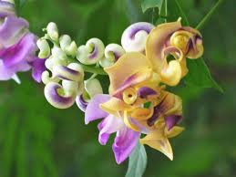 Image result for Cochliasanthus caracalla