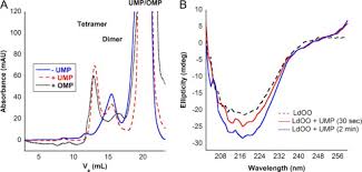 We offer nearly 1000 free courses across 8 different subject areas. The Leishmania Donovani Ump Synthase Is Essential For Promastigote Viability And Has An Unusual Tetrameric Structure That Exhibits Substrate Controlled Oligomerization Journal Of Biological Chemistry