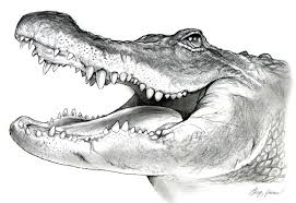 Alligator Alligators Art Animal Drawings American Alligator