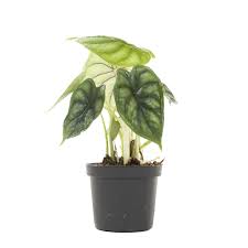 Jan 29, 2021 · elephant ears are tropical perennial plants grown for the appeal of the large leaves rather than for their flowers. Buy Alocasia Dragon Scale Alocasia Baginda Plantler