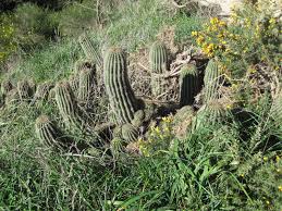 Vascular plants usually found near our homes and places that are drier than others whereas nonvascular plants only become found at locations that are near water. Austrocylindropuntia Cylindrica New Zealand Plant Conservation Network