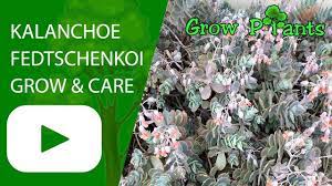 Kalanchoe Fedtschenkoi Care And Grow Plant Information Climate Hardiness Zone Uses Growth Speed Water Requ Smoke Bush Easy Plants To Grow Growing Tree